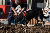 ENTRAINEMENT CHIEN DE DECOMBRE 085